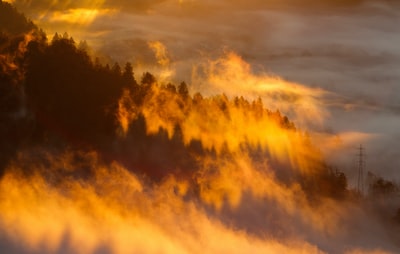 轮廓的树木与雾下橙色的天空
